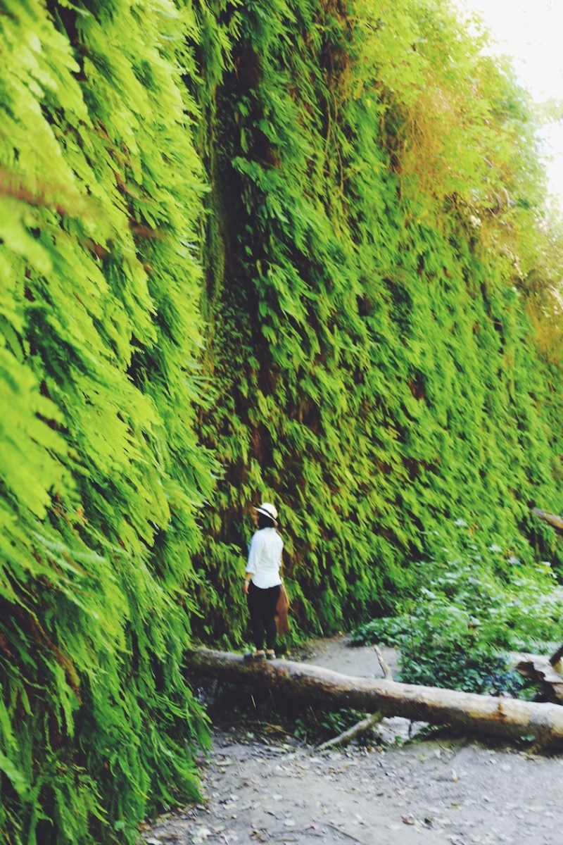 Redwoods National Park, coastal redwoods, #WildestCAroadtrip, USA summer road trip, Fern Canyon