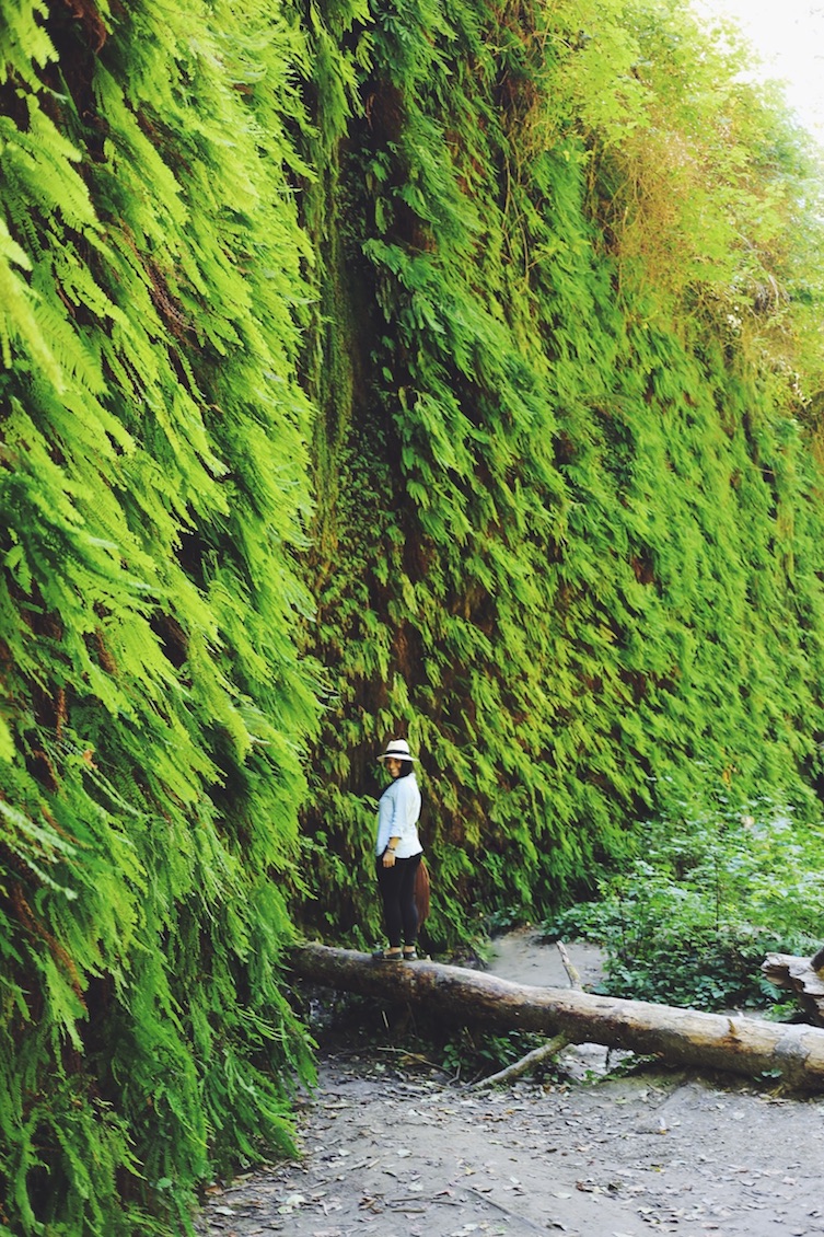 Redwoods National Park, coastal redwoods, #WildestCAroadtrip, USA summer road trip, Fern Canyon