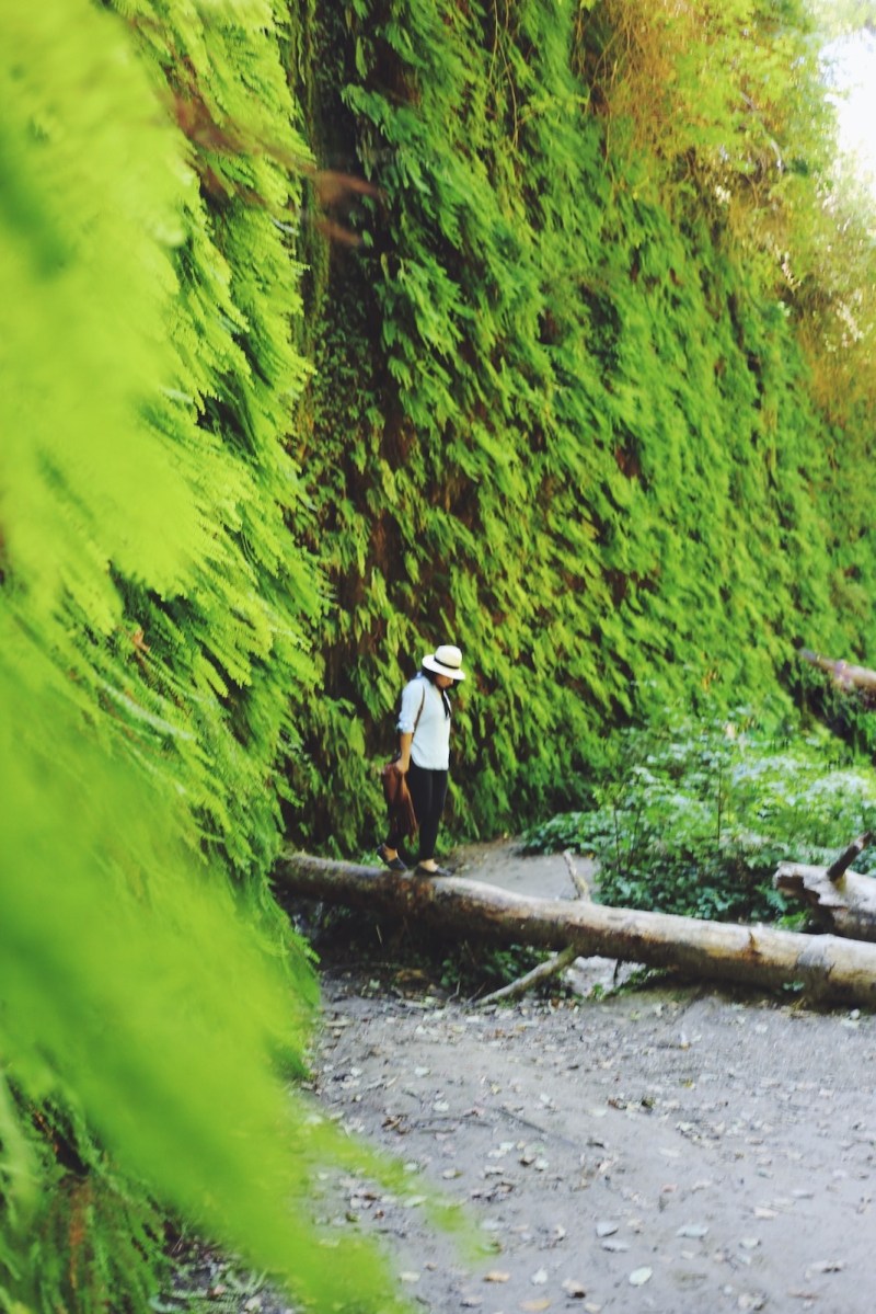 Redwoods National Park, coastal redwoods, #WildestCAroadtrip, USA summer road trip, Fern Canyon