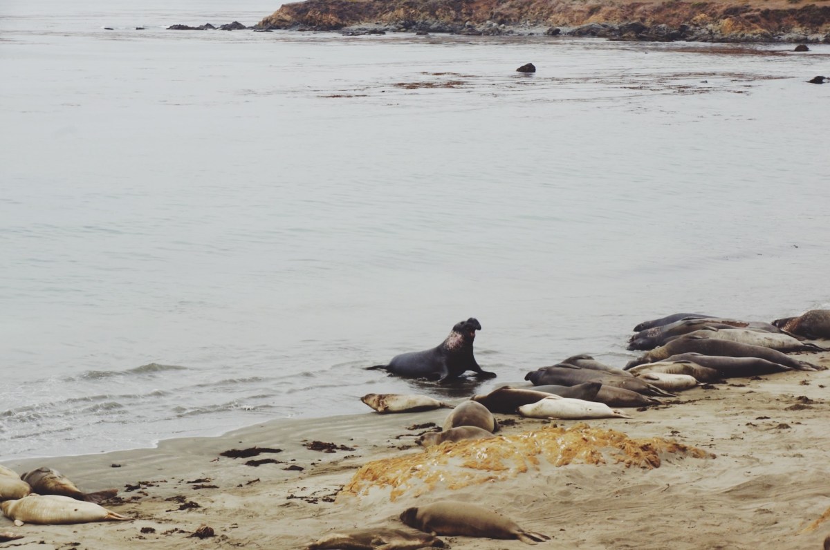 CA Coastal Highway Roadtrip, CA Road trip, PNW, #WildestCAroadtrip