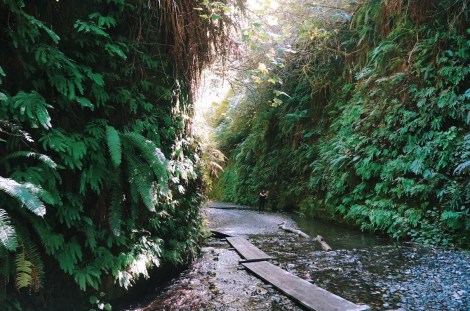Redwoods National Park, coastal redwoods, #WildestCAroadtrip, USA summer road trip, Fern Canyon