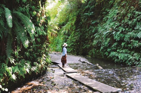 Redwoods National Park, coastal redwoods, #WildestCAroadtrip, USA summer road trip, Fern Canyon