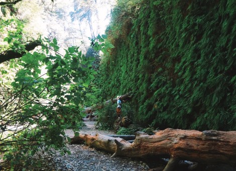 Redwoods National Park, coastal redwoods, #WildestCAroadtrip, USA summer road trip, Fern Canyon