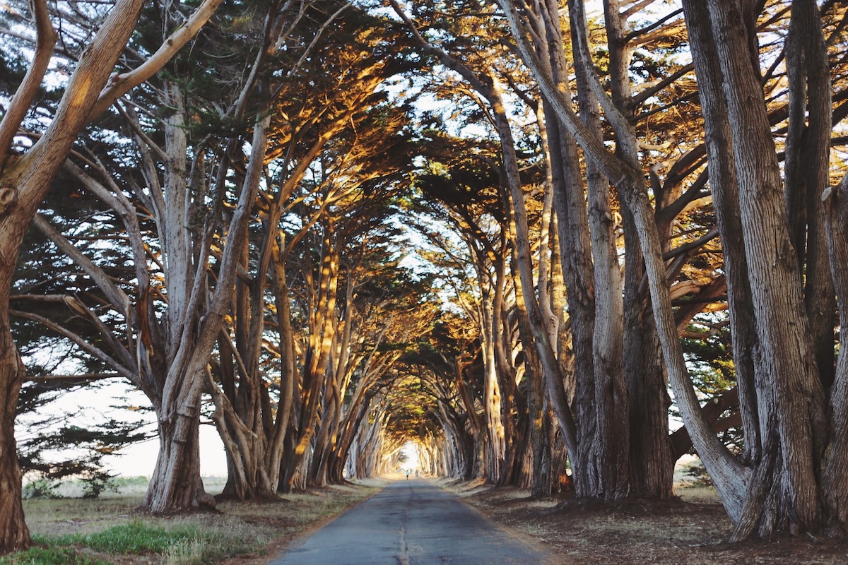 CA Coastal Highway Roadtrip, CA Road trip, PNW, #WildestCAroadtrip, Cypress Tree Tunnel, Point Reyes