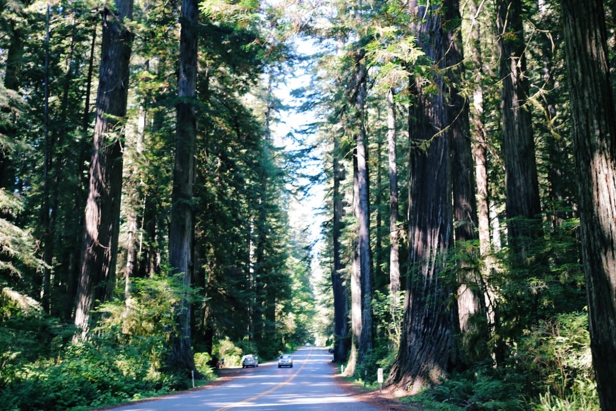 Redwoods National Park, coastal redwoods, #WildestCAroadtrip, USA summer road trip, Fern Canyon