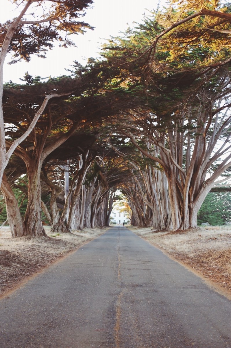 CA Coastal Highway Roadtrip, CA Road trip, PNW, #WildestCAroadtrip, Cypress Tree Tunnel, Point Reyes