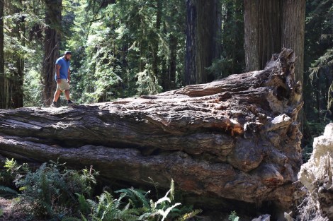 Redwoods National Park, coastal redwoods, #WildestCAroadtrip, USA summer road trip