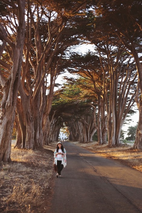 CA Coastal Highway Roadtrip, CA Road trip, PNW, #WildestCAroadtrip, Cypress Tree Tunnel, Point Reyes