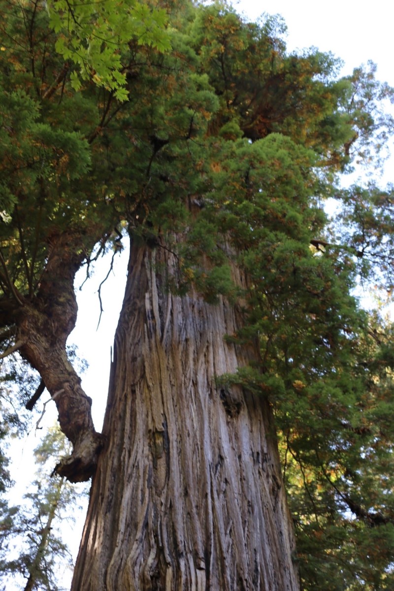 Redwoods National Park, coastal redwoods, #WildestCAroadtrip, USA summer road trip