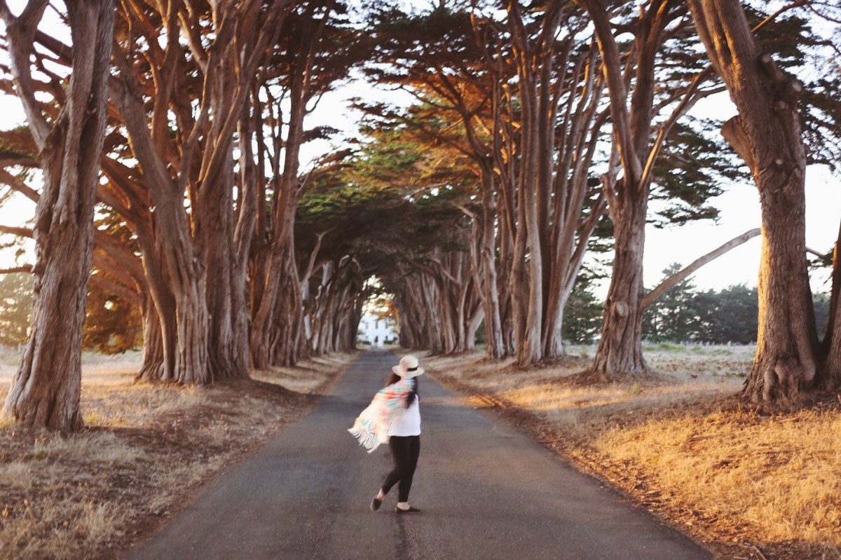 CA Coastal Highway Roadtrip, CA Road trip, PNW, #WildestCAroadtrip, Cypress Tree Tunnel, Point Reyes
