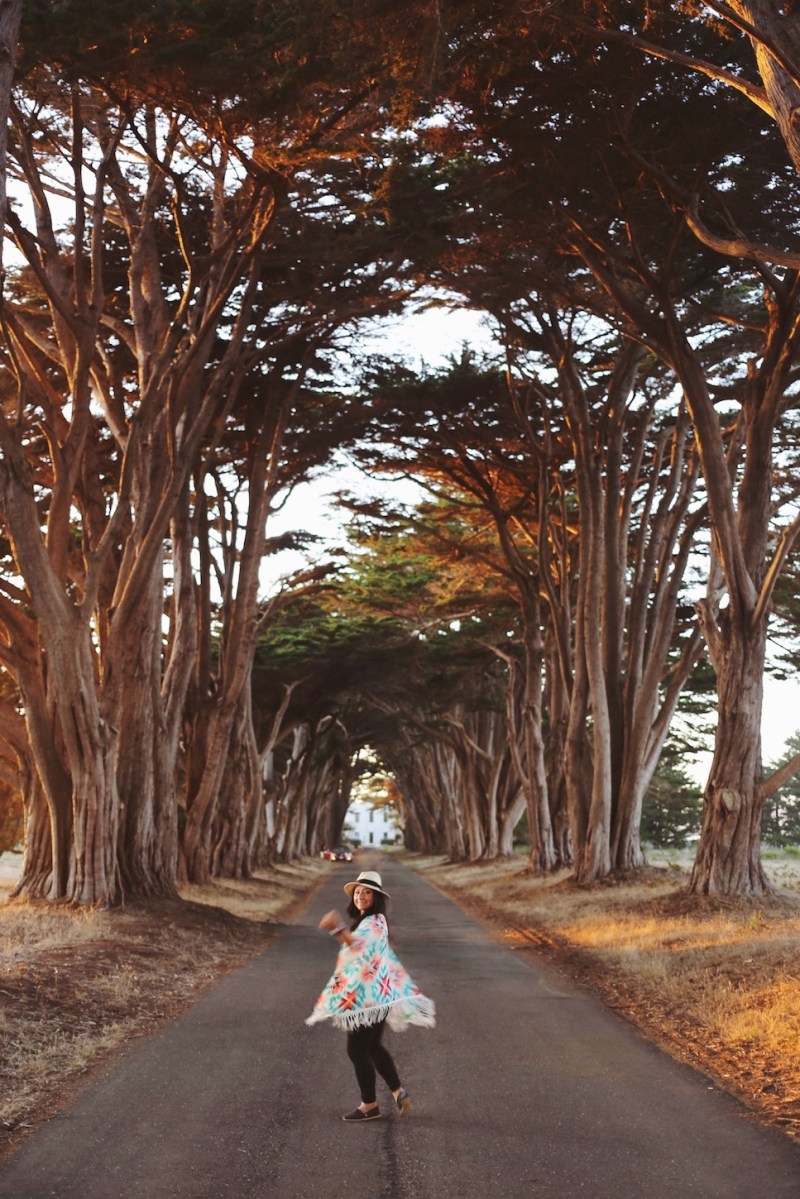 CA Coastal Highway Roadtrip, CA Road trip, PNW, #WildestCAroadtrip, Cypress Tree Tunnel, Point Reyes