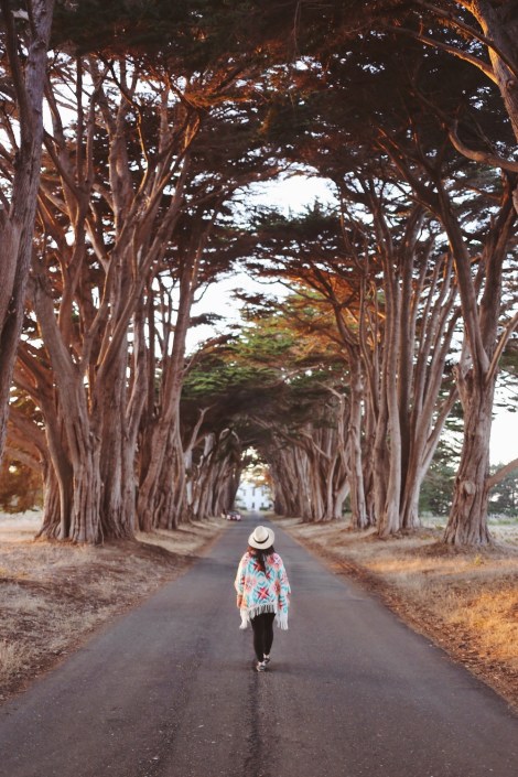 CA Coastal Highway Roadtrip, CA Road trip, PNW, #WildestCAroadtrip, Cypress Tree Tunnel, Point Reyes