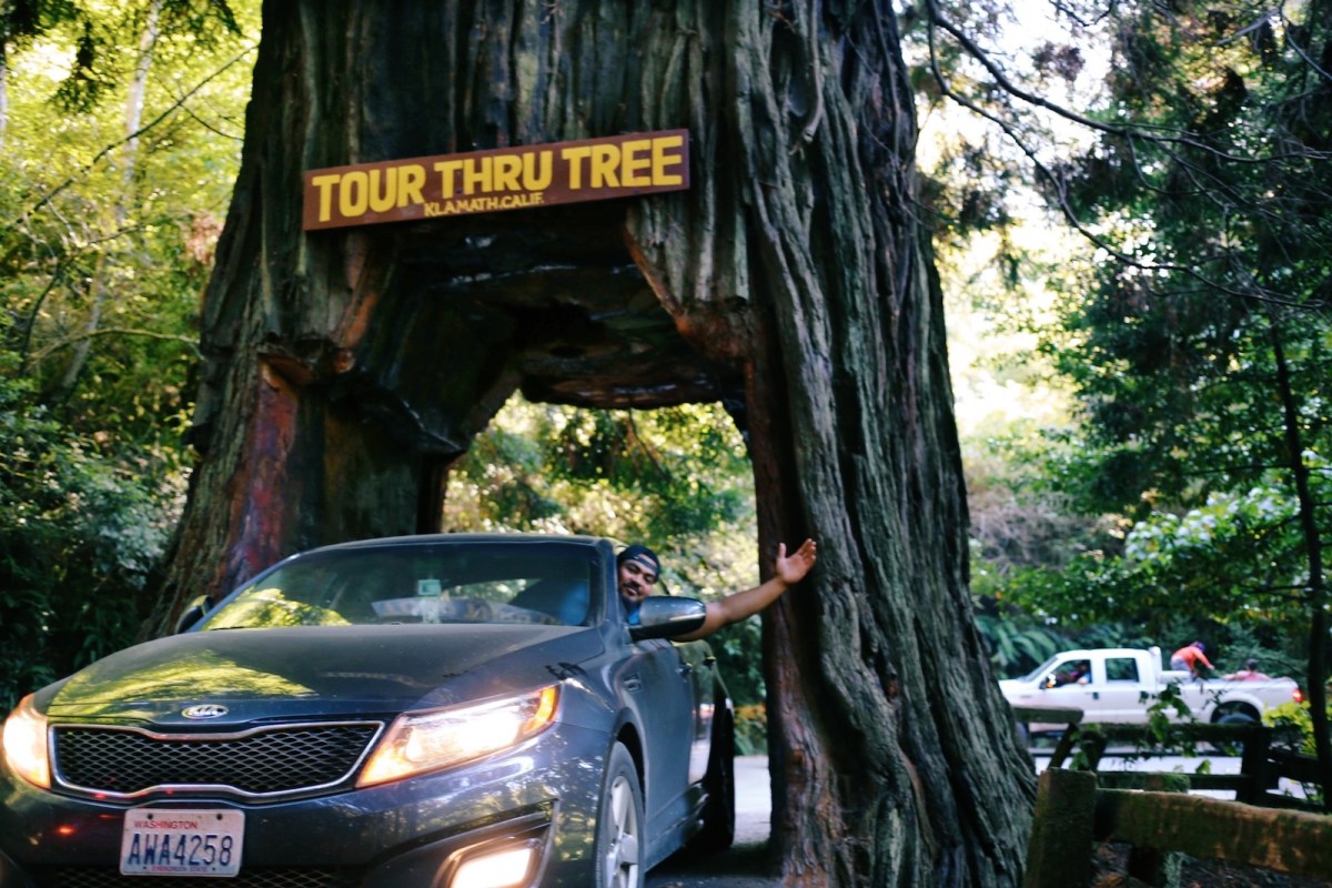 Redwoods National Park, coastal redwoods, #WildestCAroadtrip, USA summer road trip