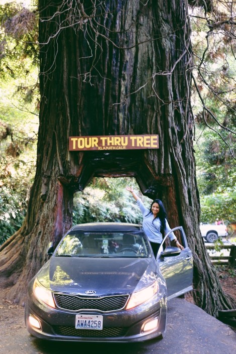 Redwoods National Park, coastal redwoods, #WildestCAroadtrip, USA summer road trip