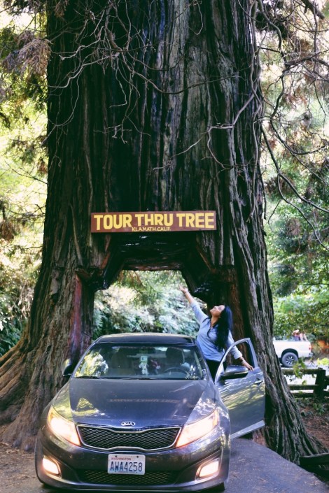 Redwoods National Park, coastal redwoods, #WildestCAroadtrip, USA summer road trip
