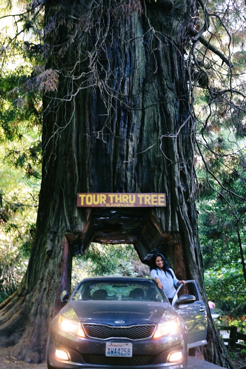Redwoods National Park, coastal redwoods, #WildestCAroadtrip, USA summer road trip