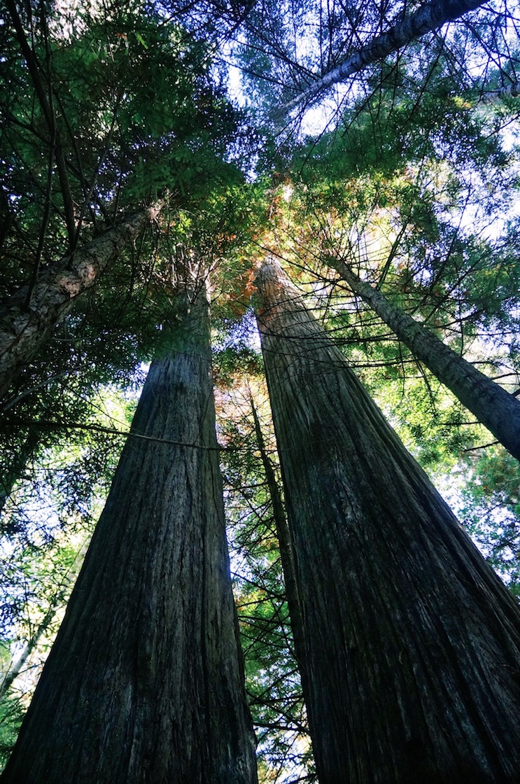 Redwoods National Park, coastal redwoods, #WildestCAroadtrip, USA summer road trip
