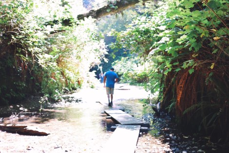 Redwoods National Park, coastal redwoods, #WildestCAroadtrip, USA summer road trip, fern canyon
