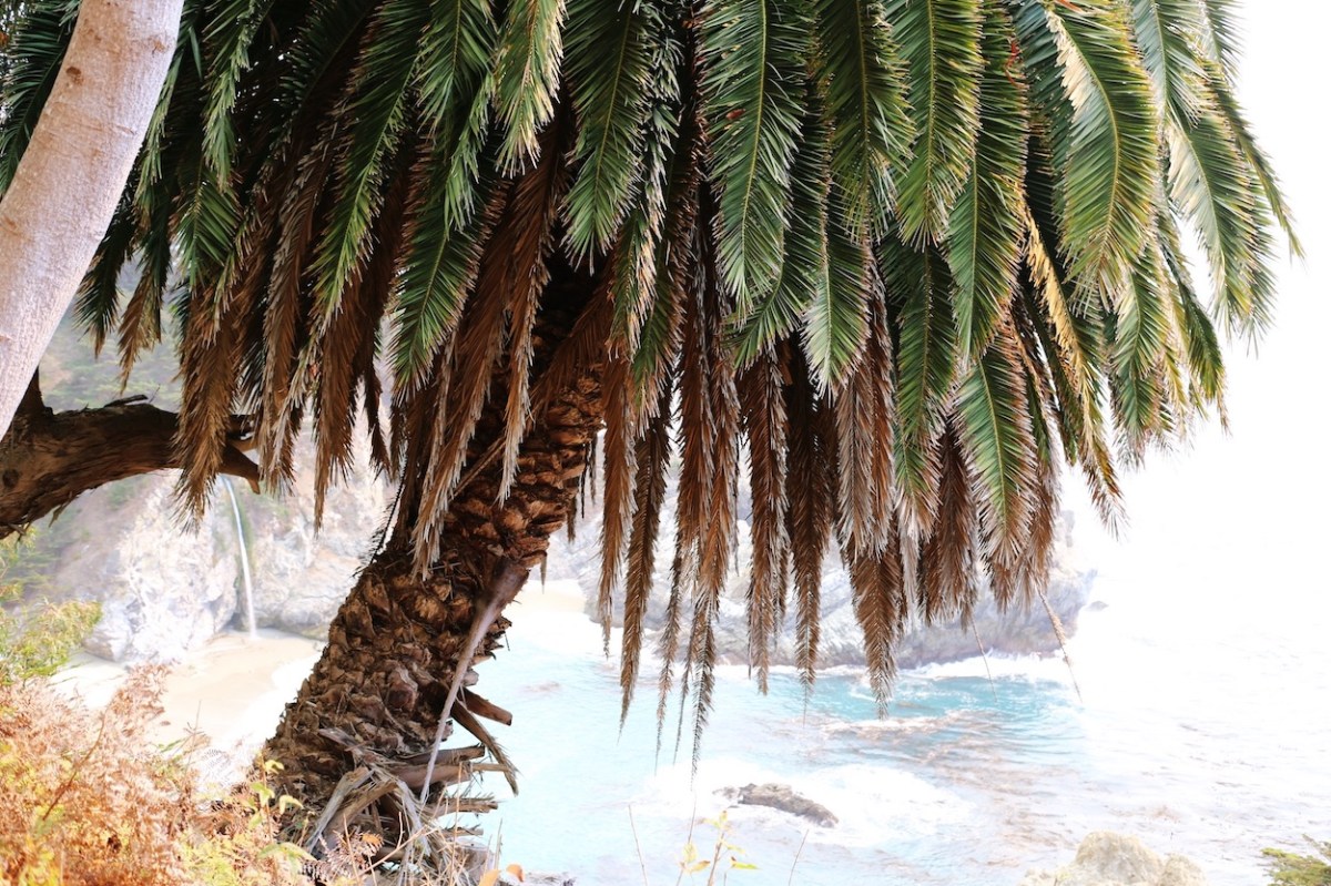 CA Coastal Highway Roadtrip, Big Sur, CA Road trip, PNW, #WildestCAroadtrip