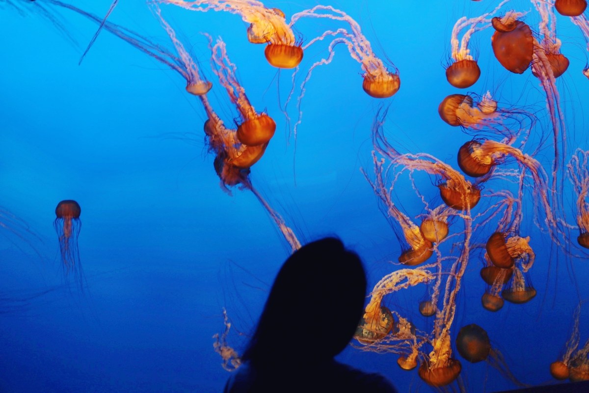 CA Coastal Highway Roadtrip, CA Road trip, PNW, #WildestCAroadtrip, Monterey Bay Aquarium