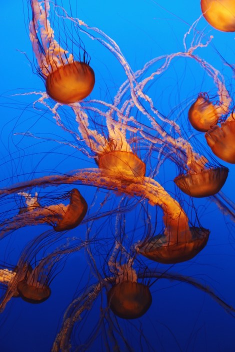 CA Coastal Highway Roadtrip, CA Road trip, PNW, #WildestCAroadtrip, Monterey Bay Aquarium