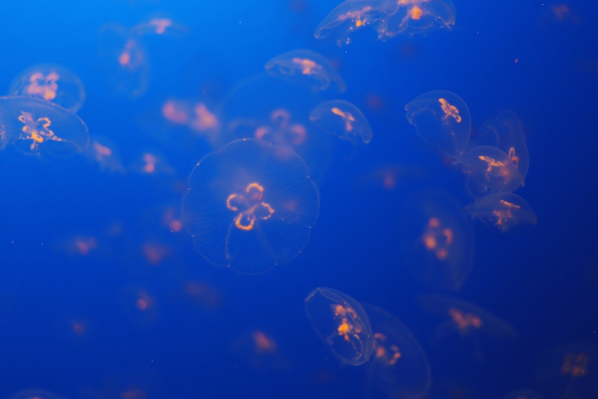 CA Coastal Highway Roadtrip, CA Road trip, PNW, #WildestCAroadtrip, Monterey Bay Aquarium