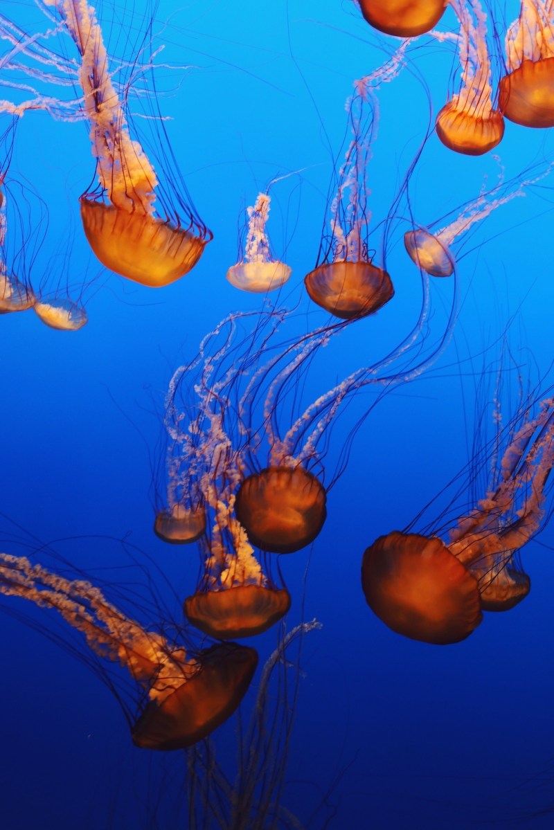 CA Coastal Highway Roadtrip, CA Road trip, PNW, #WildestCAroadtrip, Monterey Bay Aquarium