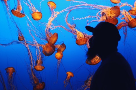 CA Coastal Highway Roadtrip, CA Road trip, PNW, #WildestCAroadtrip, Monterey Bay Aquarium