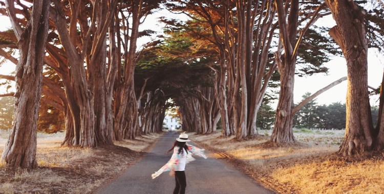CA Coastal Highway Roadtrip, CA Road trip, PNW, #WildestCAroadtrip, Cypress Tree Tunnel, Point Reyes