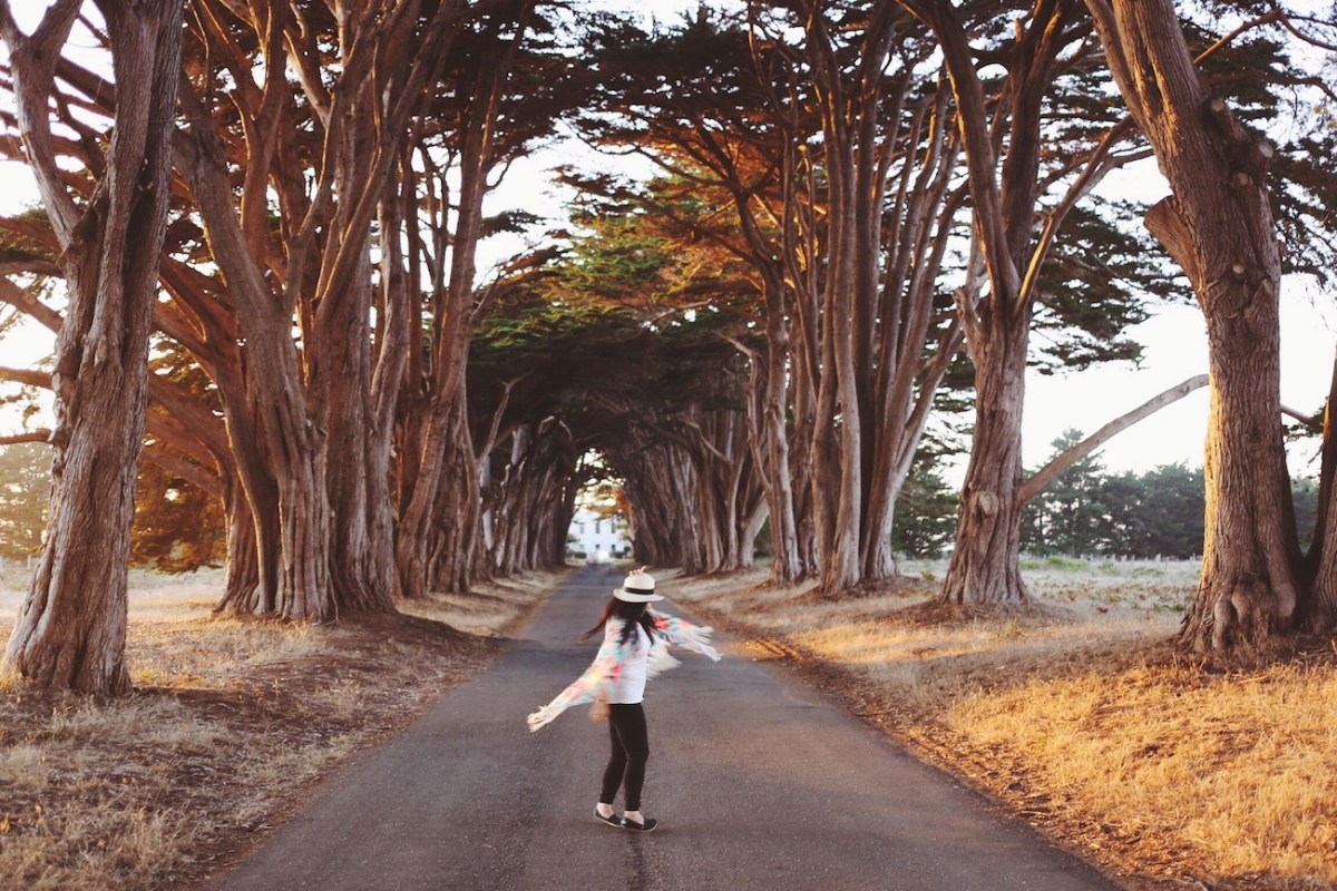 CA Coastal Highway Roadtrip, CA Road trip, PNW, #WildestCAroadtrip, Cypress Tree Tunnel, Point Reyes