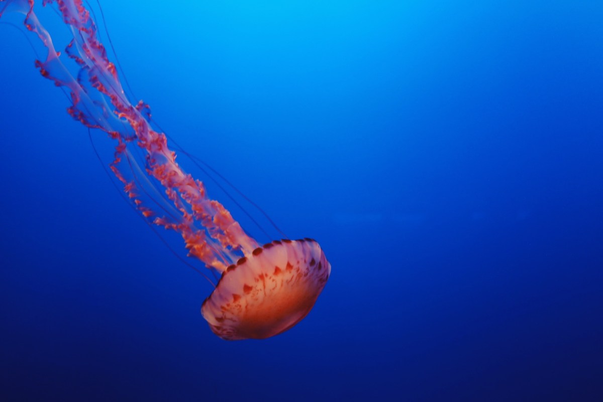 CA Coastal Highway Roadtrip, CA Road trip, PNW, #WildestCAroadtrip, Monterey Bay Aquarium