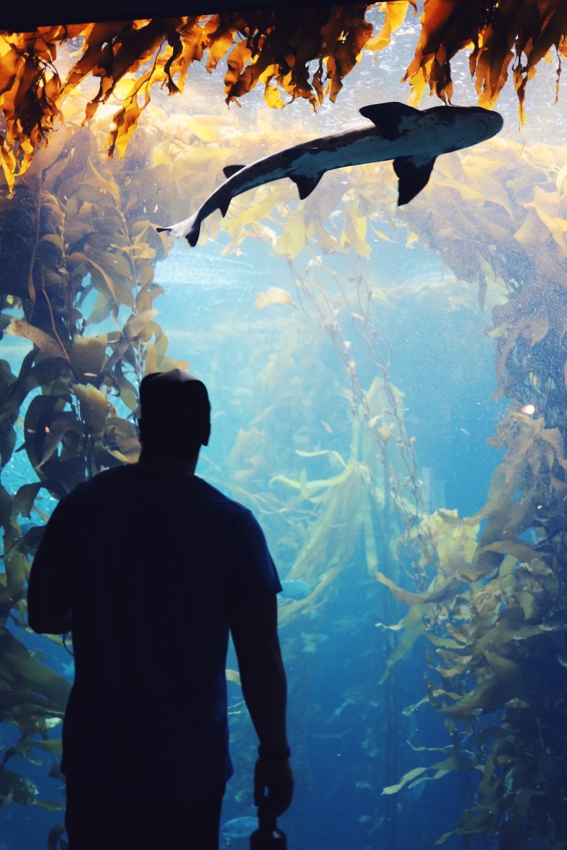 CA Coastal Highway Roadtrip, CA Road trip, PNW, #WildestCAroadtrip, Monterey Bay Aquarium