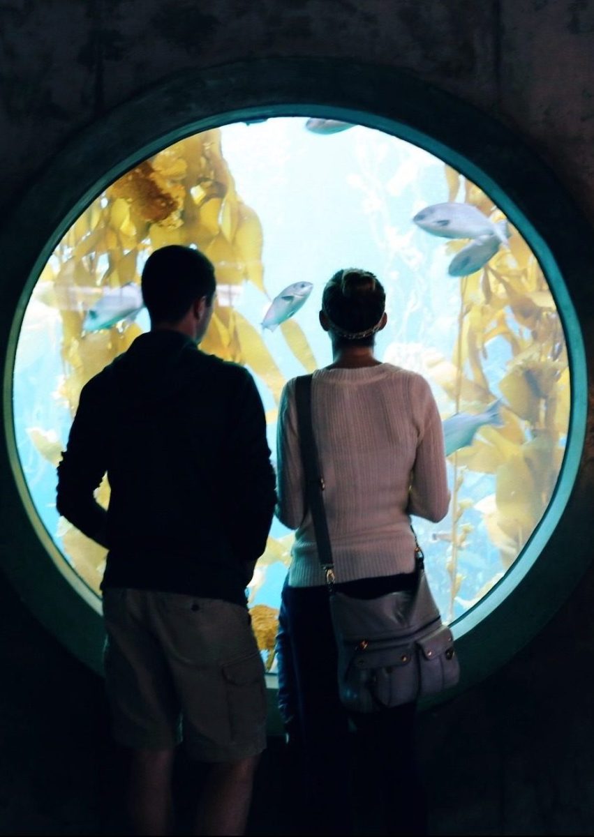 CA Coastal Highway Roadtrip, CA Road trip, PNW, #WildestCAroadtrip, Monterey Bay Aquarium