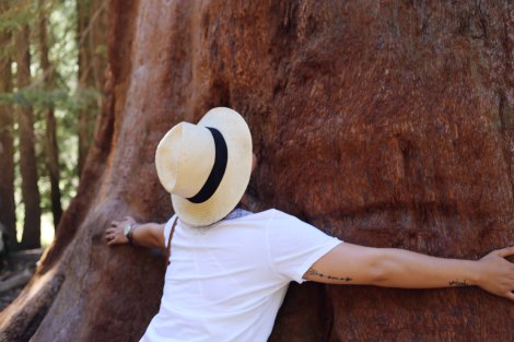 Sequoia National Park, CA Road trip, PNW