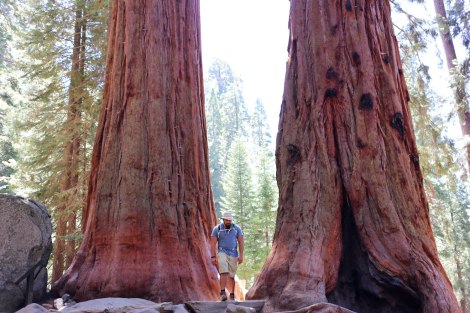 Sequoia National Park, CA Road trip, PNW