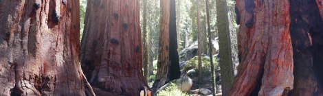 Sequoia National Park, CA Road Trip, PNW