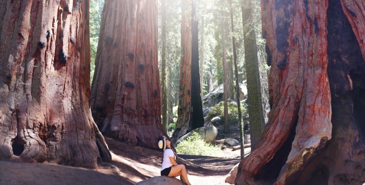 Sequoia National Park, CA Road Trip, PNW