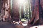 Sequoia National Park, CA Road Trip, PNW