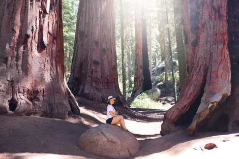 Sequoia National Park, CA Road trip, PNW