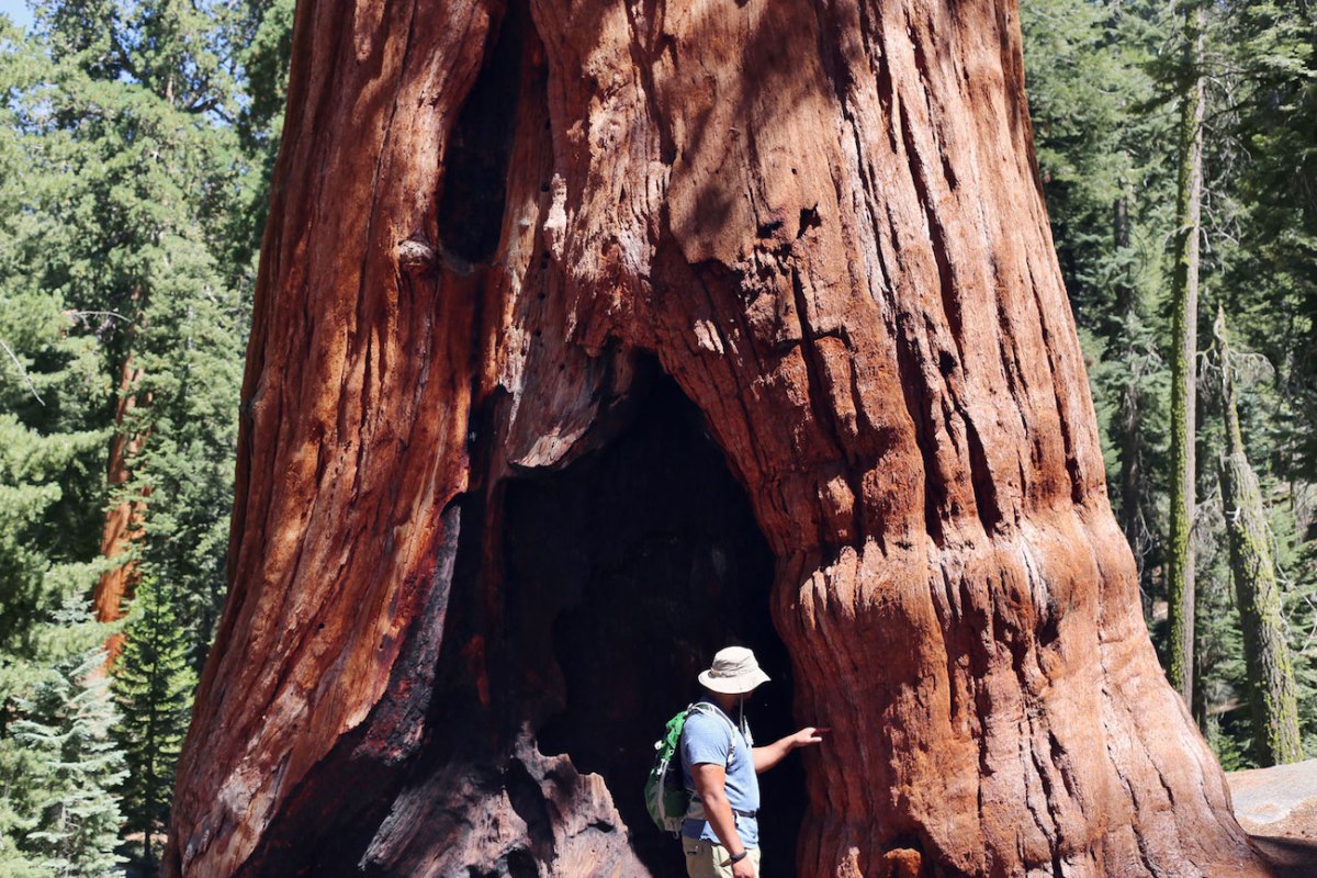 Sequoia National Park, CA Road trip, PNW