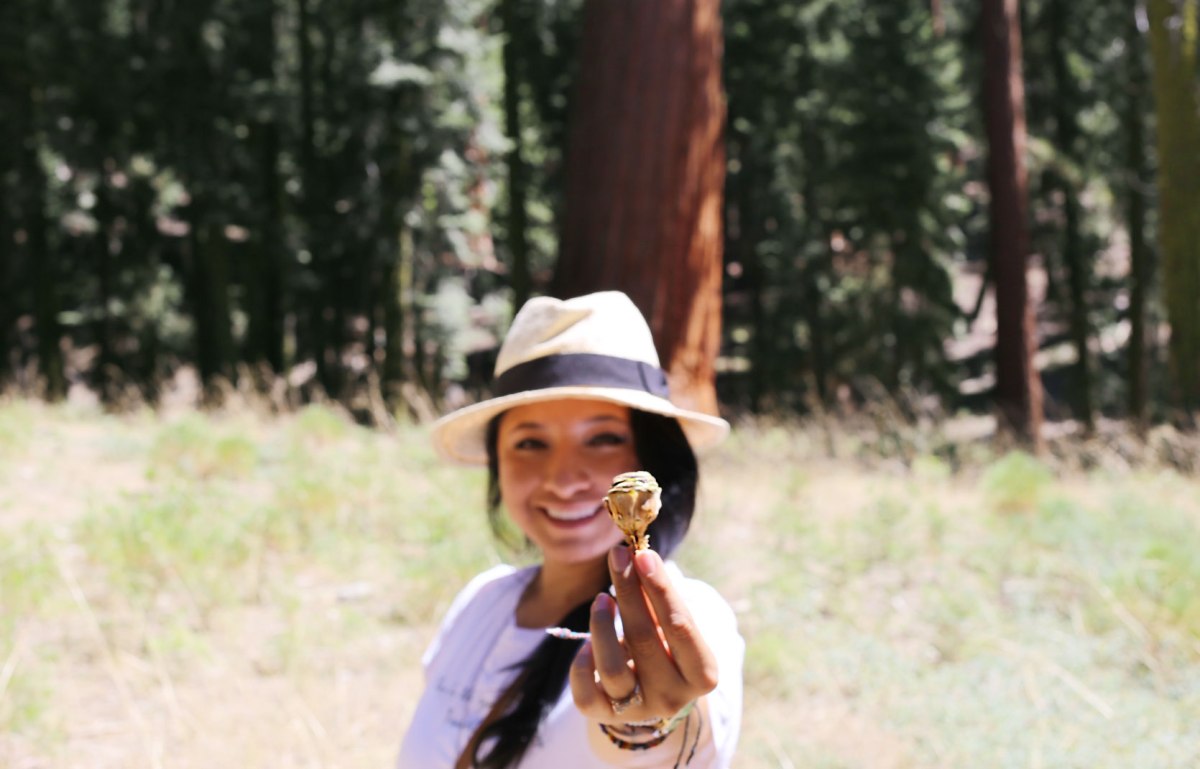 Sequoia National Park, CA Road trip, PNW