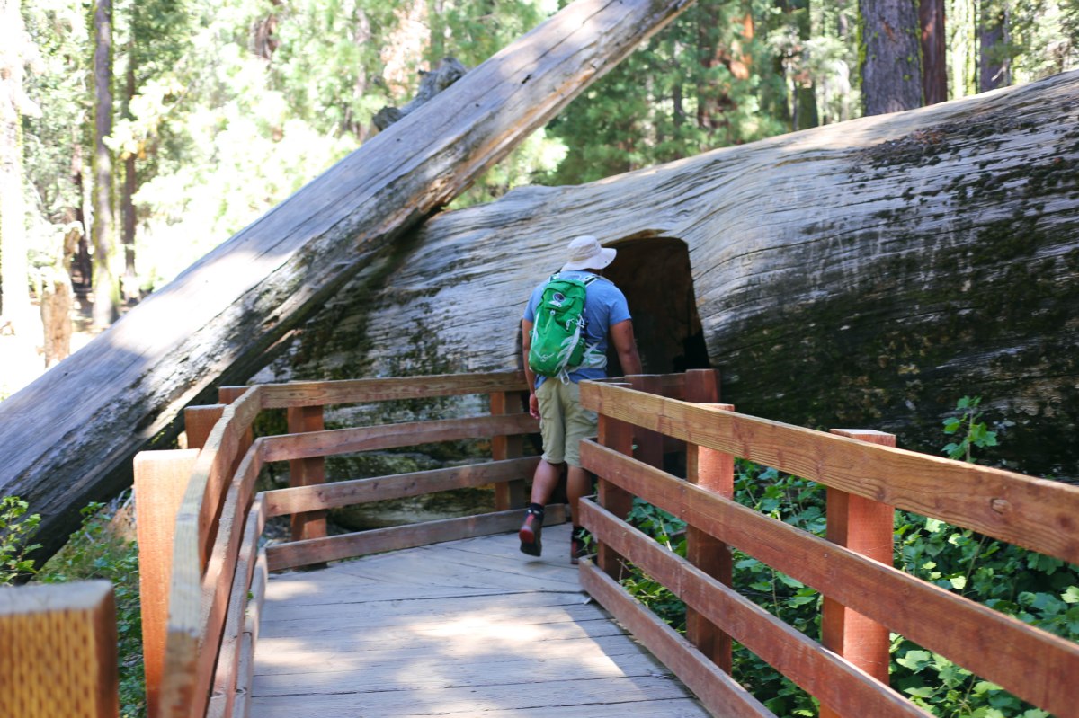 Sequoia National Park, CA Road trip, PNW