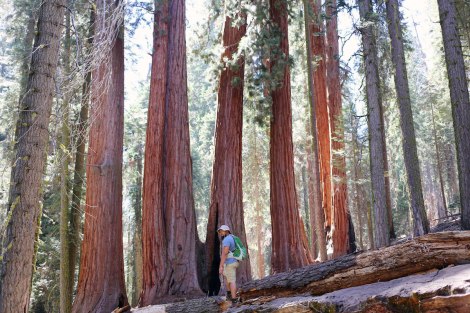 Sequoia National Park, CA Road trip, PNW