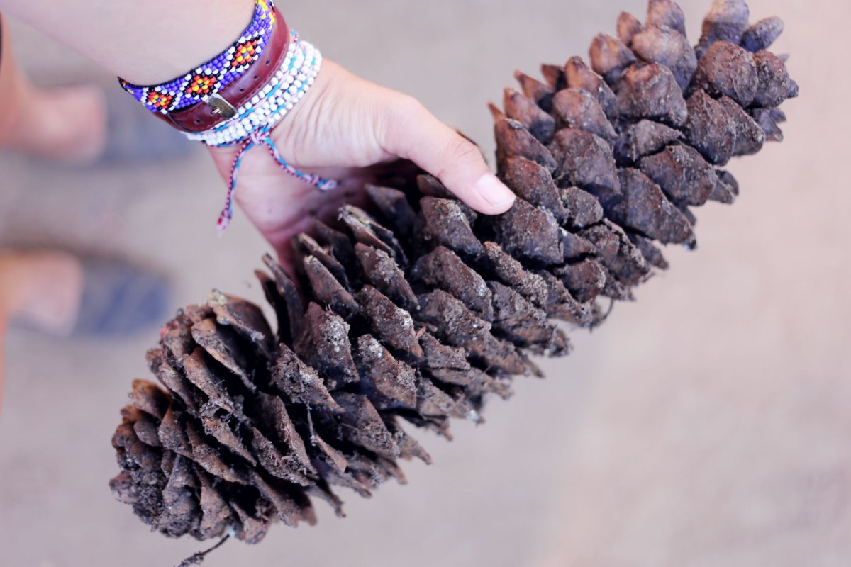 Sequoia National Park, CA Road trip, PNW