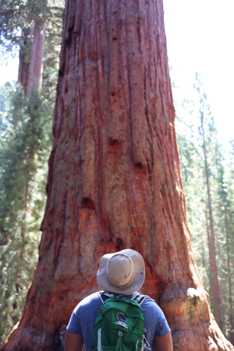 Sequoia National Park, CA Road trip, PNW