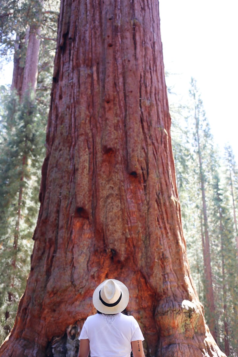 Sequoia National Park, CA Road trip, PNW