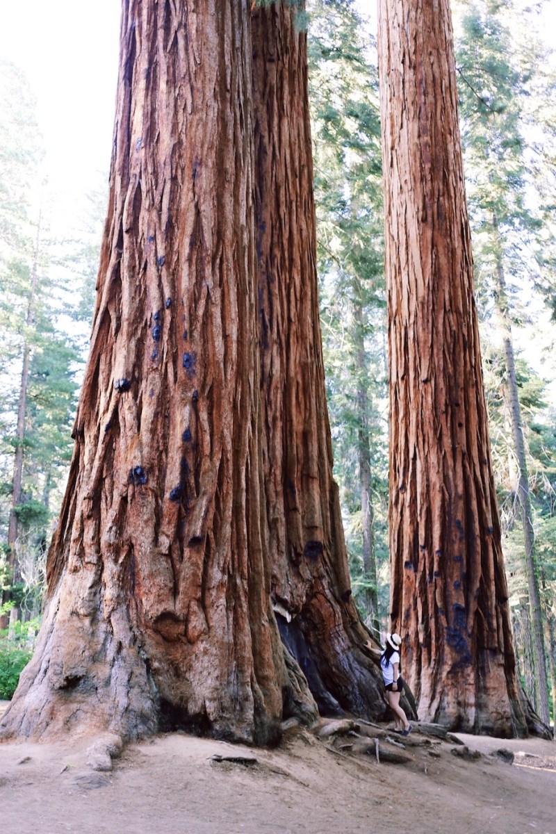 Sequoia National Park, CA Road trip, PNW