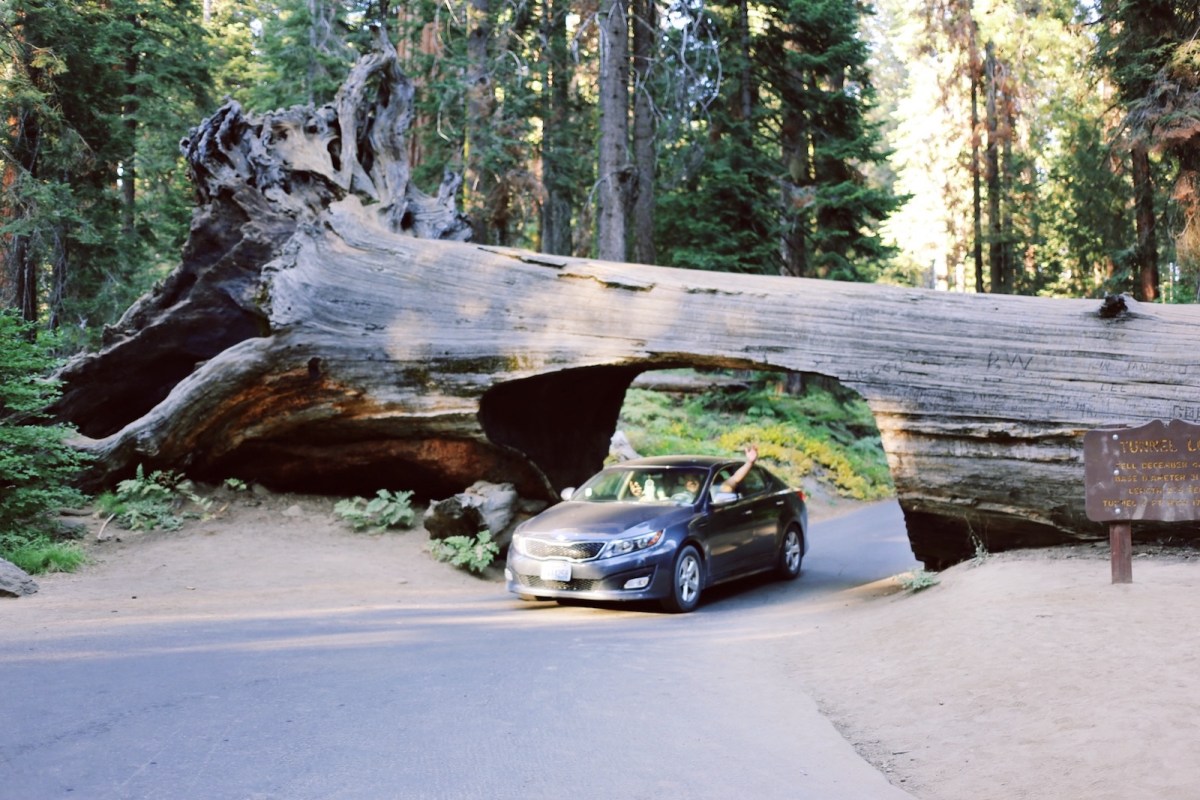Sequoia National Park, CA Road trip, PNW
