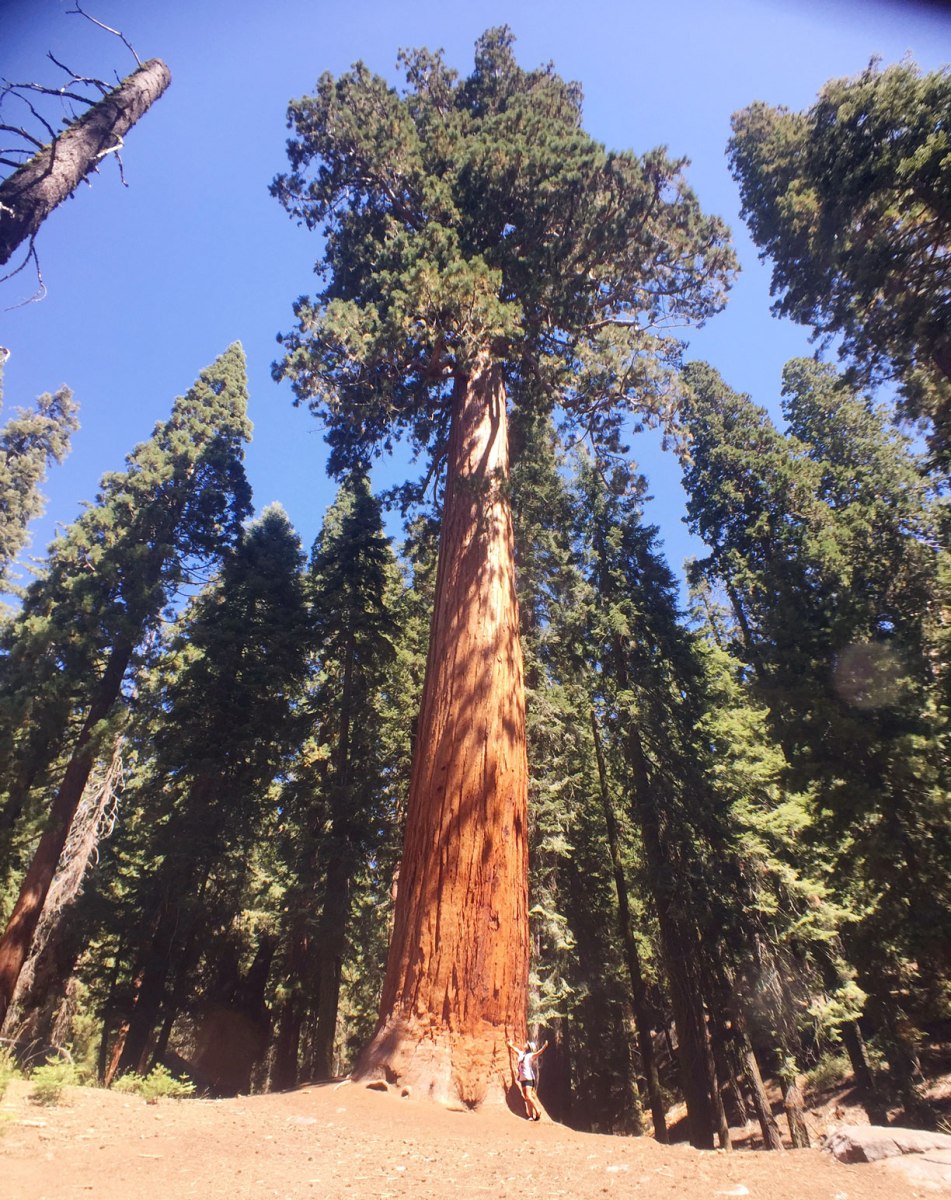 Sequoia National Park, CA Road trip, PNW
